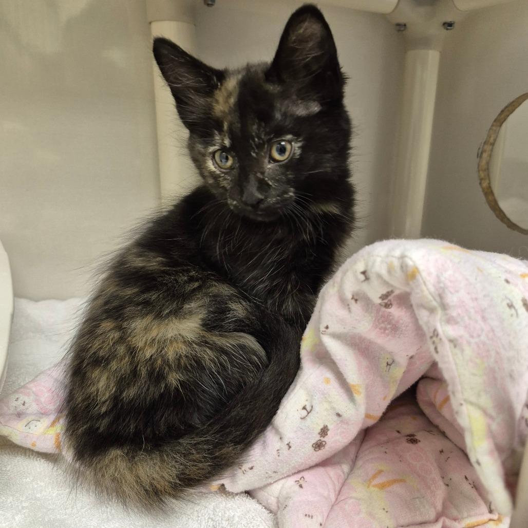 Mavis, Adoptable, Kitten Female Domestic Short Hair.