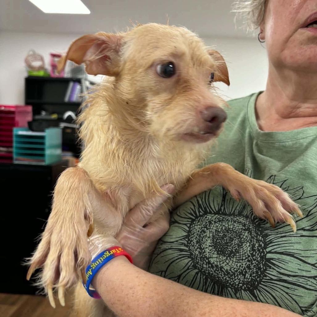 Tramp, Adoptable, Adult Male Terrier.