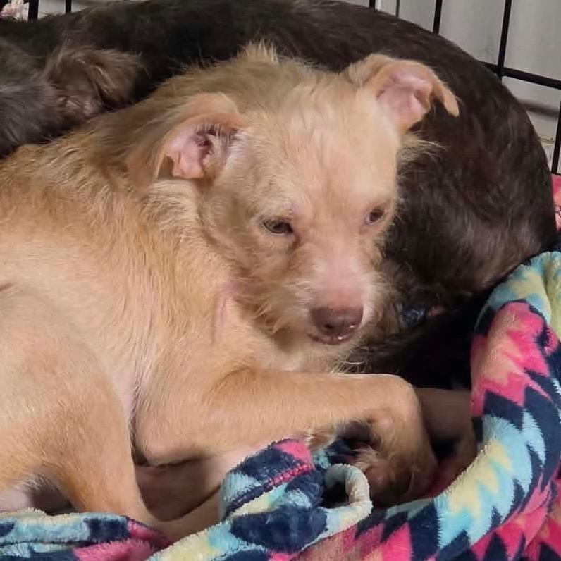 Enlarge Tramp, a Adoptable Terrier in Prospect, KY image 2/2