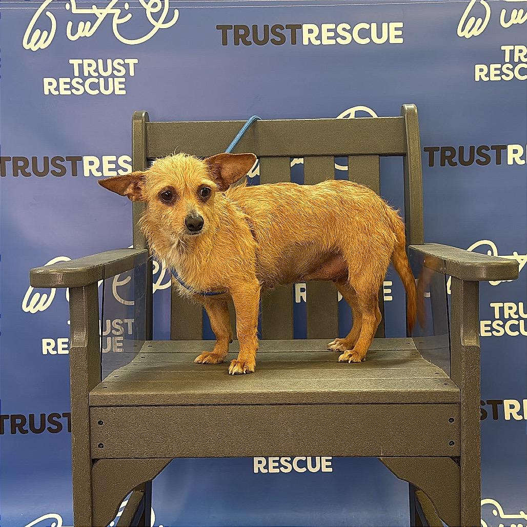 Enlarge MAJA, a Adoptable mixed breed in Berlin, NJ image 3/6
