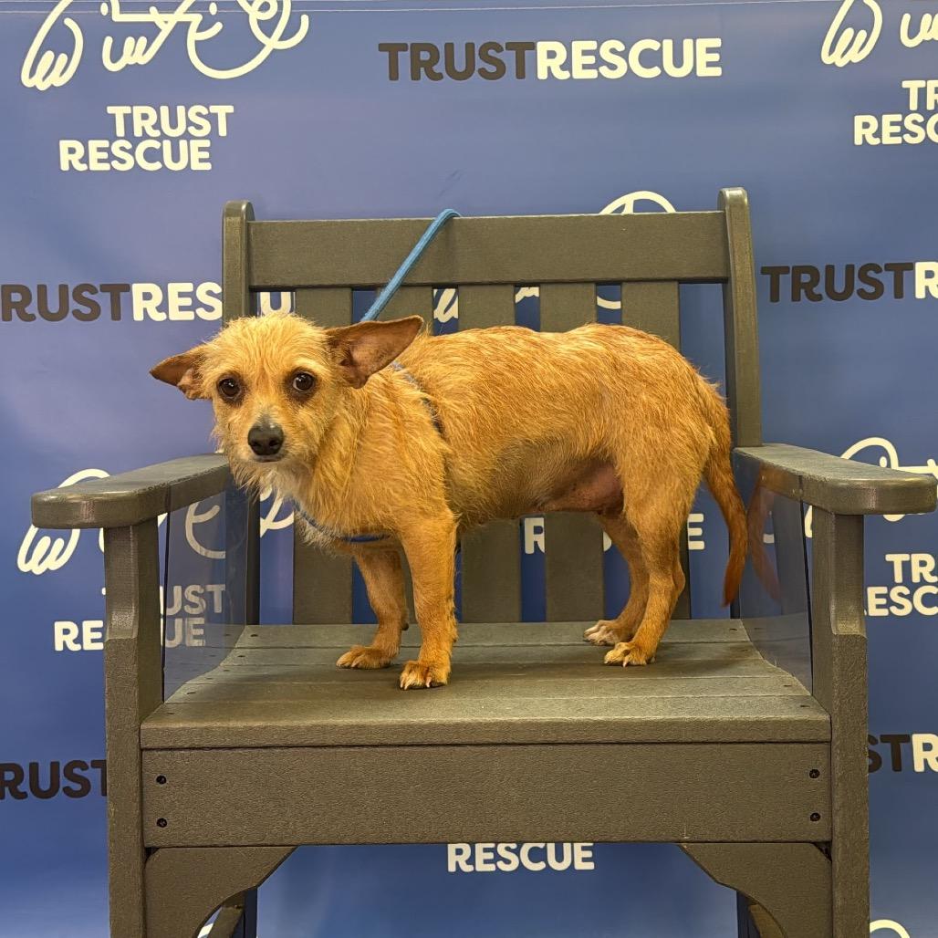 Enlarge MAJA, a Adoptable mixed breed in Berlin, NJ image 4/6