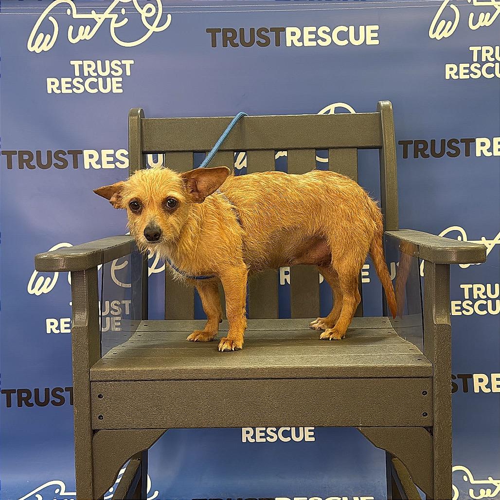 Enlarge MAJA, a Adoptable mixed breed in Berlin, NJ image 5/6