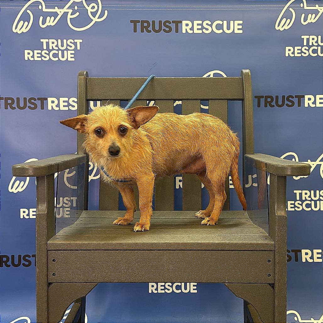 Enlarge MAJA, a Adoptable mixed breed in Berlin, NJ image 6/6