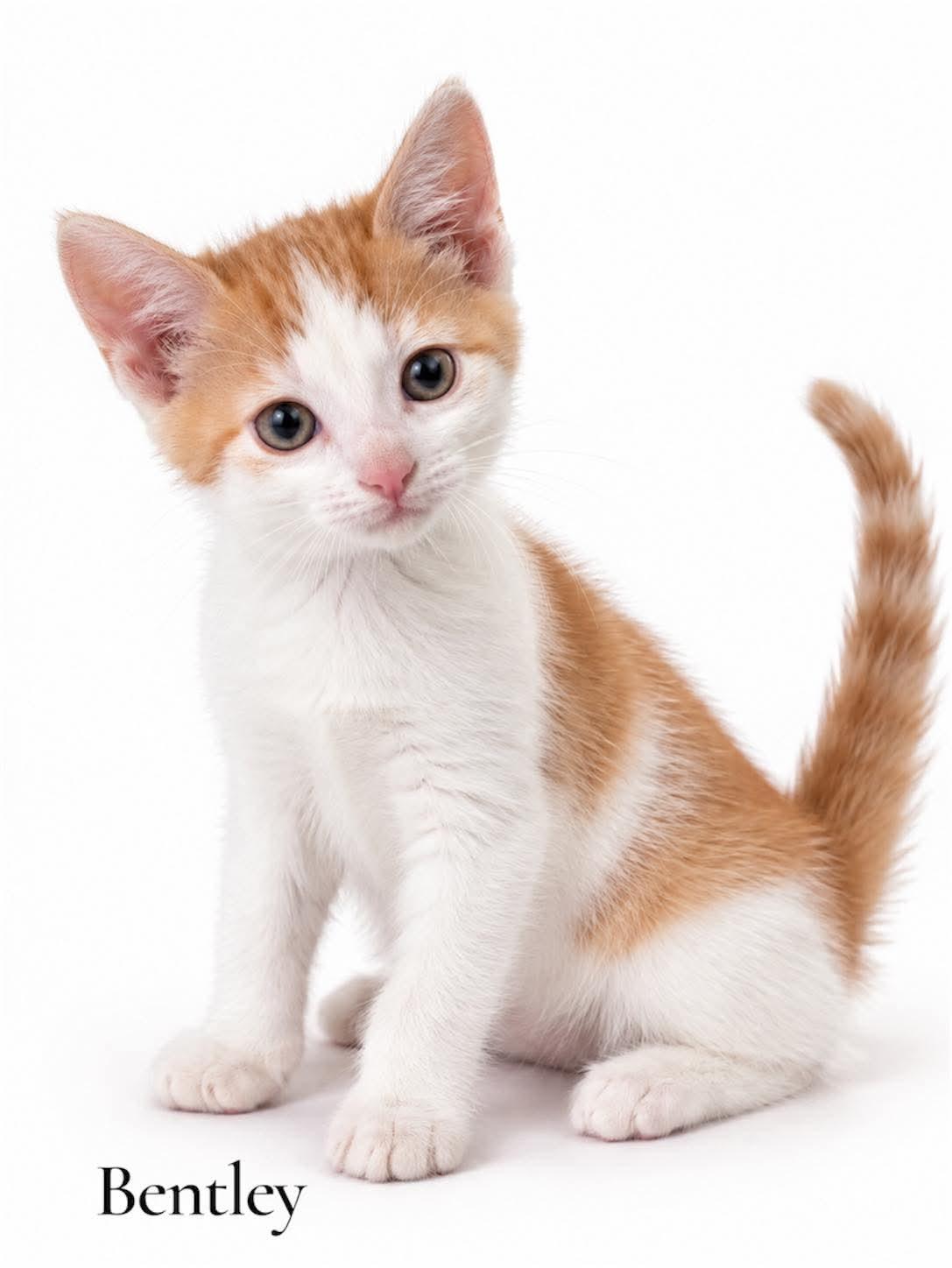 Bentley, Adopted, Kitten Male Domestic Short Hair.