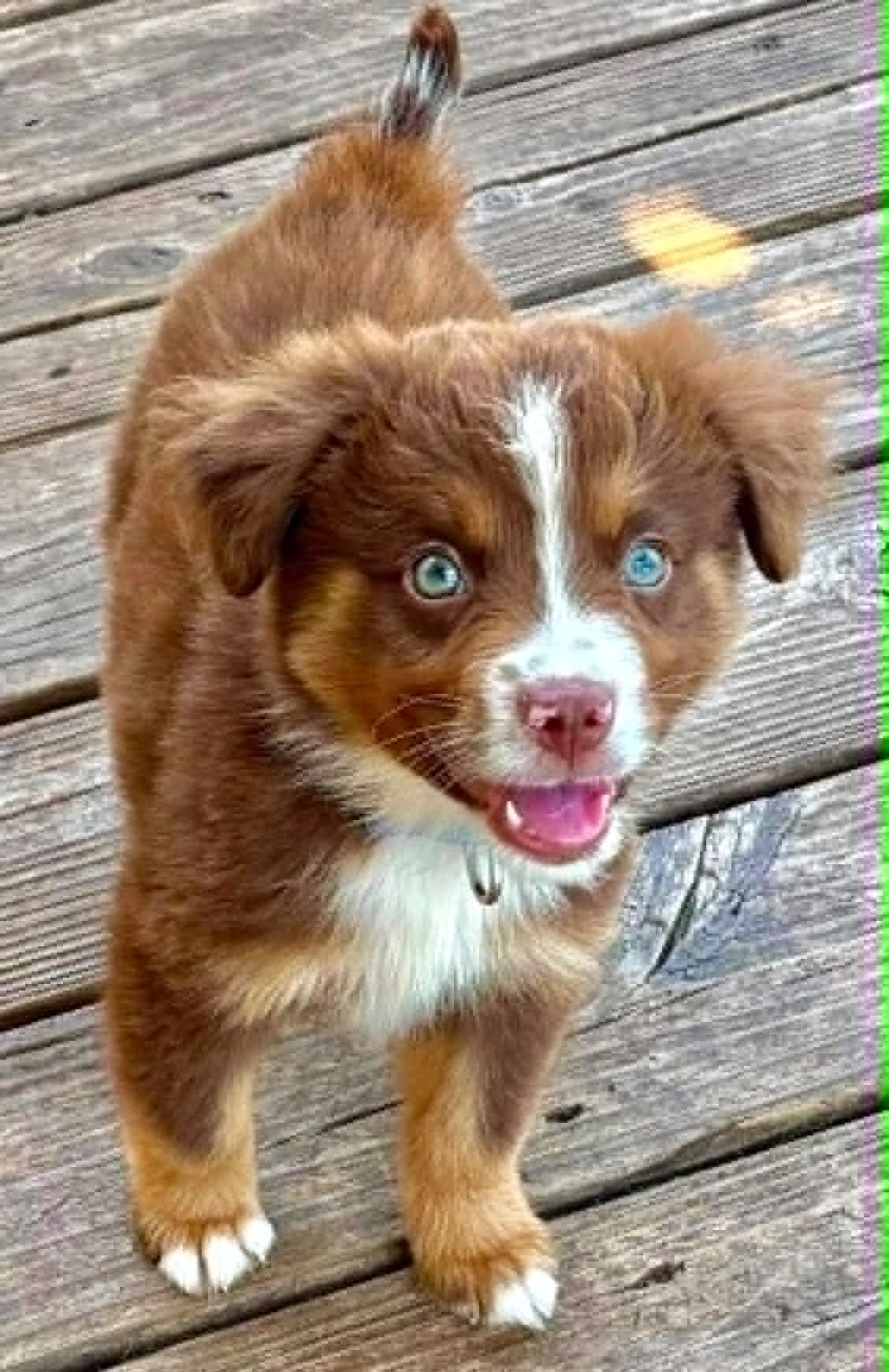 ARPH 14701 - Marvel, Adoptable, Puppy Male Australian Shepherd.