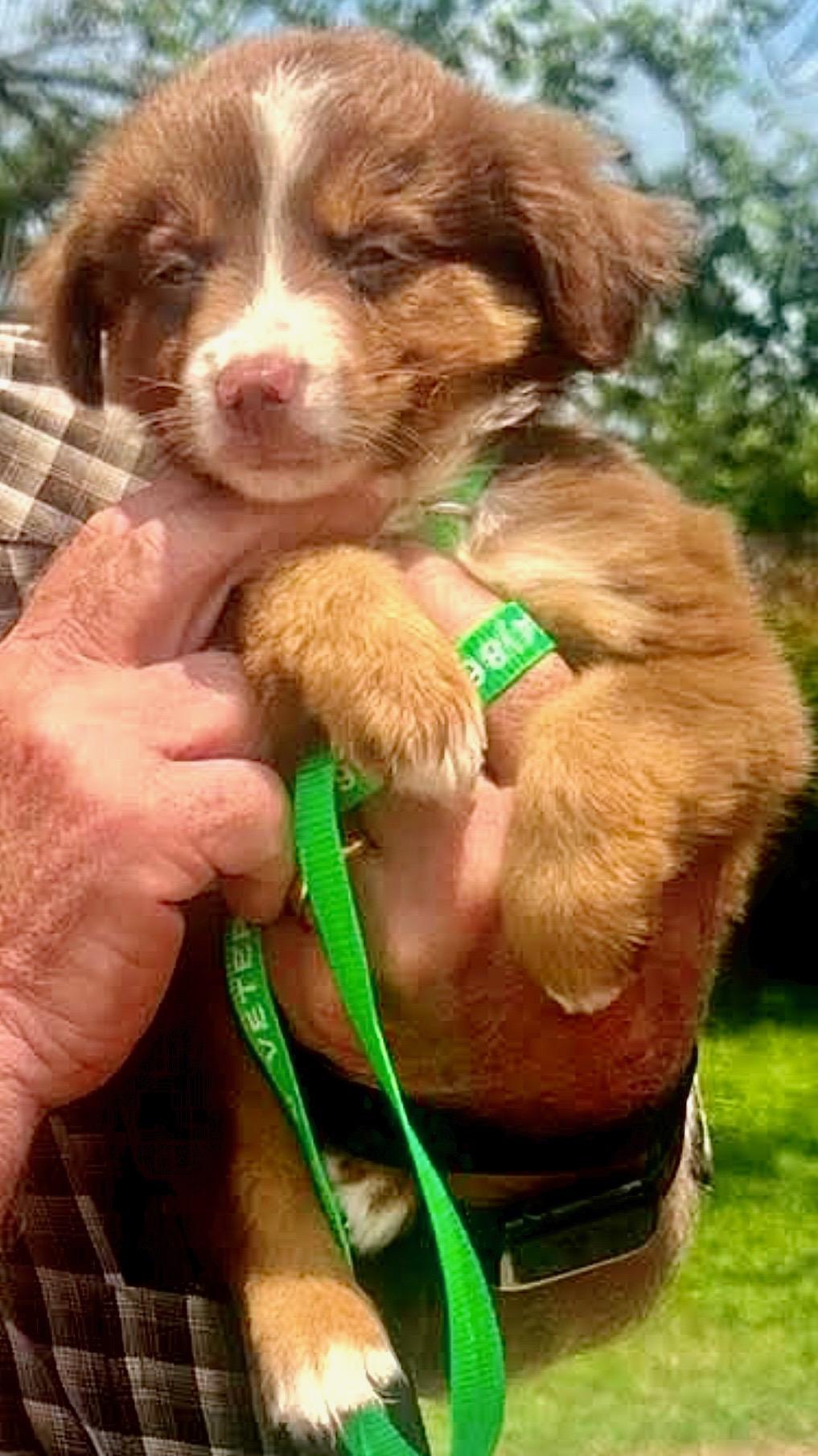 Enlarge ARPH 14701 - Marvel, a Adoptable Australian Shepherd in North Richland Hills, TX image 3/6
