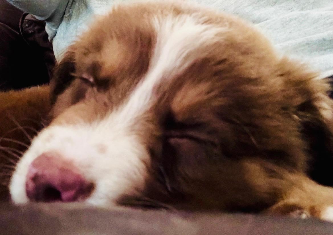 Enlarge ARPH 14701 - Marvel, a Adoptable Australian Shepherd in North Richland Hills, TX image 5/6