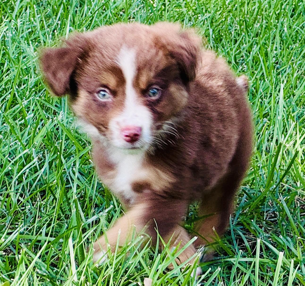 Enlarge ARPH 14701 - Marvel, a Adoptable Australian Shepherd in North Richland Hills, TX image 4/6