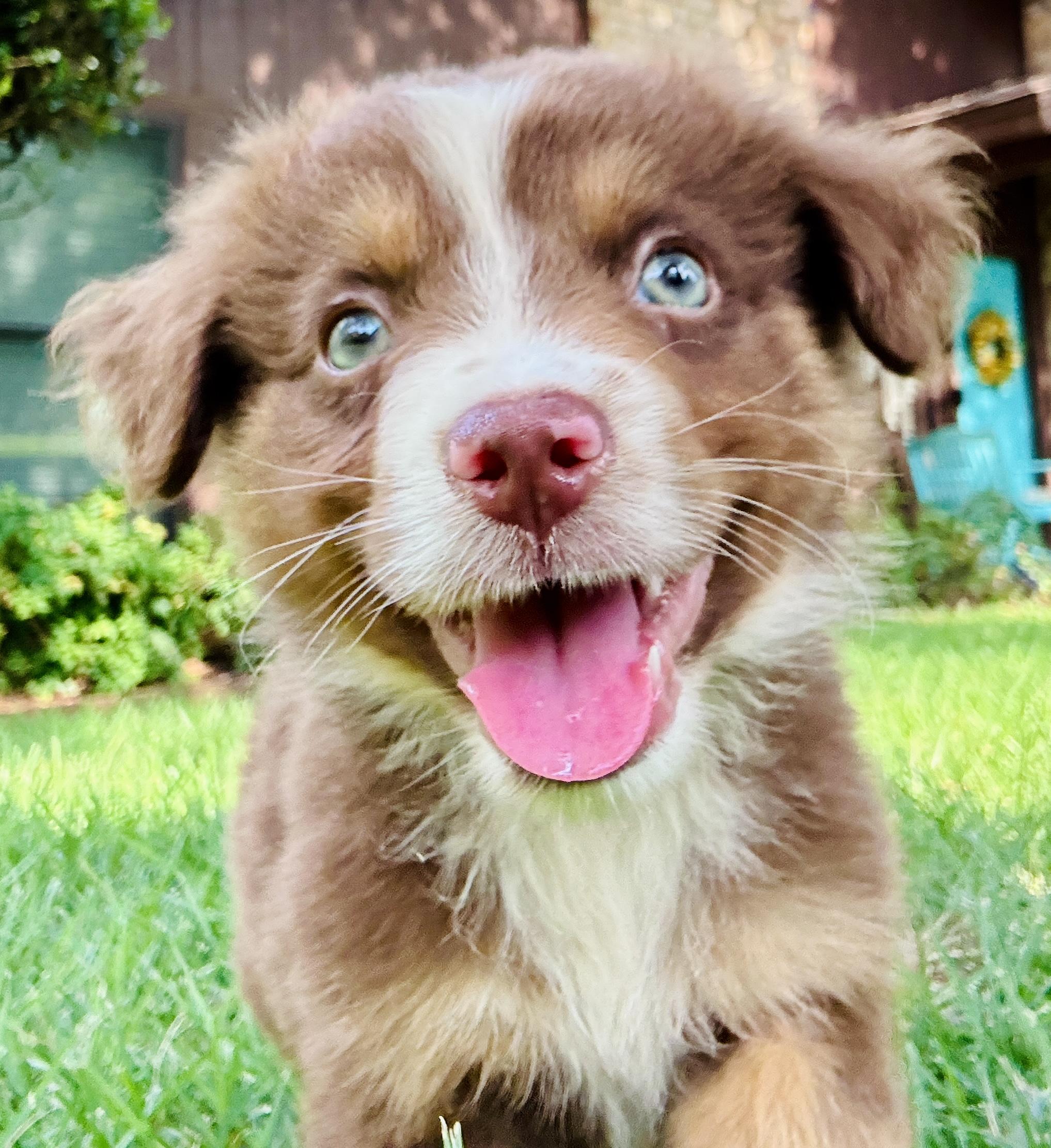 Enlarge ARPH 14701 - Marvel, a Adoptable Australian Shepherd in North Richland Hills, TX image 2/6