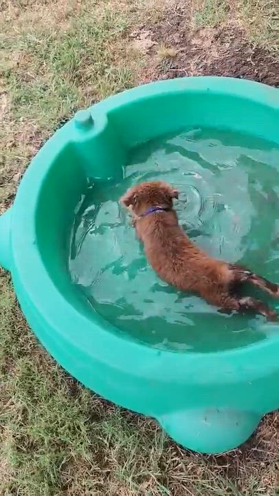 Enlarge ARPH 14701 - Marvel, a Adoptable Australian Shepherd in North Richland Hills, TX video 6/6