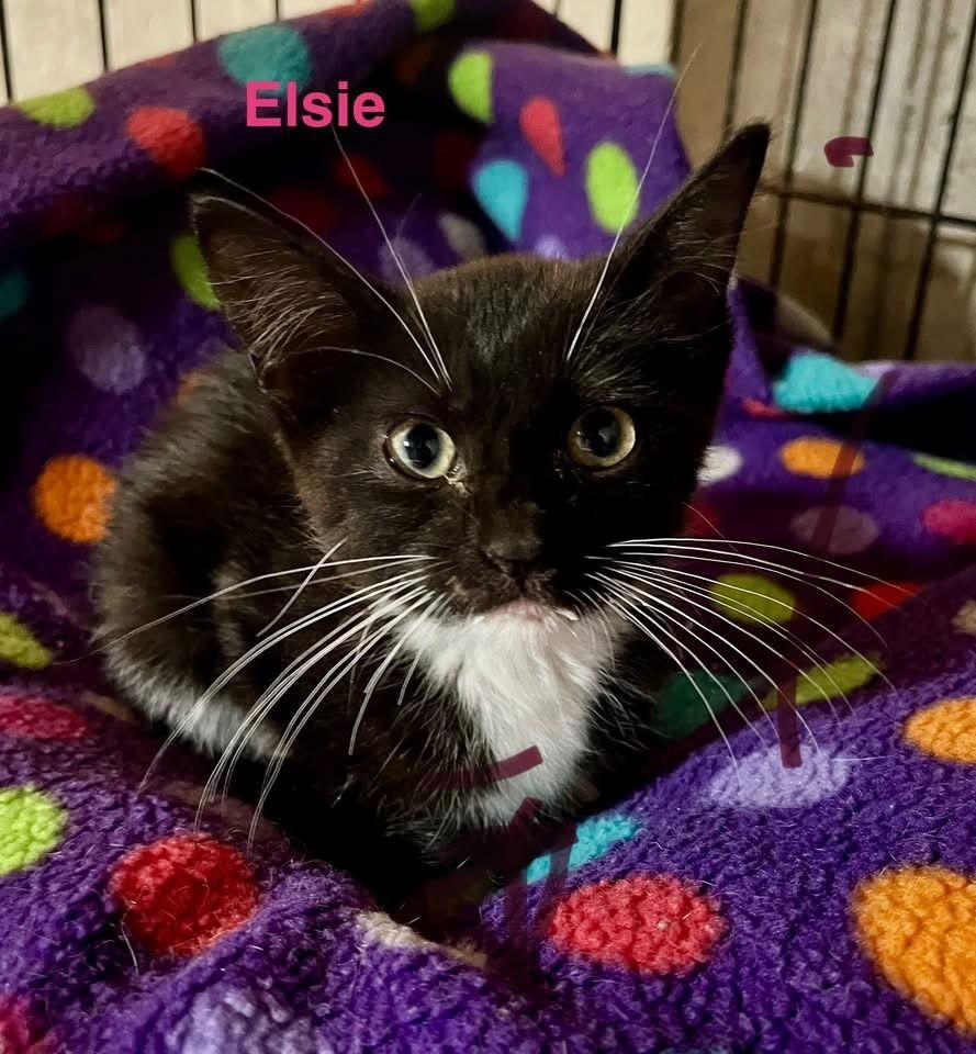 Elsie, Adoptable, Kitten Female Domestic Short Hair.
