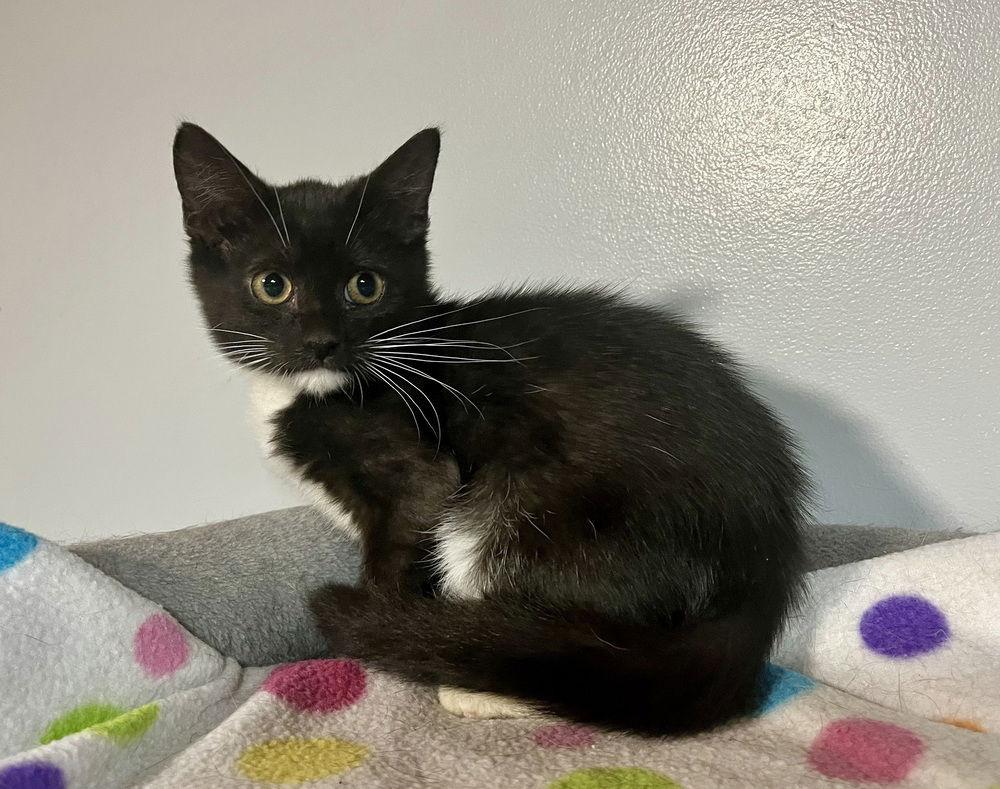 Enlarge Elsie, a Adoptable Domestic Short Hair in O'Fallon, MO image 3/3