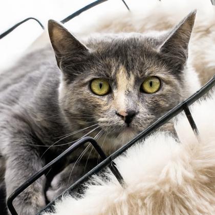 Squeakers (BARN CAT), Adoptable, Adult Female Domestic Short Hair & Domestic Short Hair.