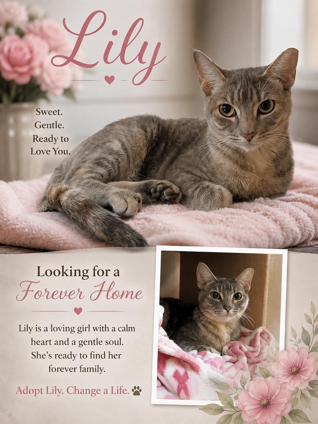 Lily, adopted, Young Female Domestic Short Hair.