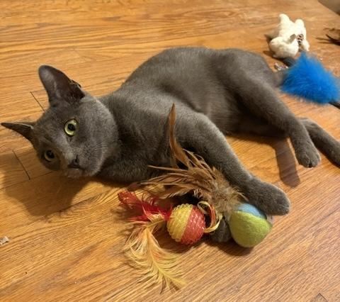 Cleo, adopted, Young Female Domestic Short Hair.