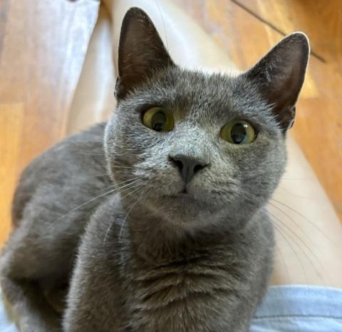 Cleo, an adopted mixed breed in Latham, NY image 2/5