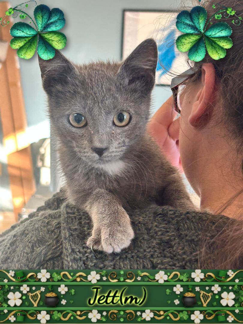Jett, ADOPTABLE, Kitten Male Domestic Short Hair.