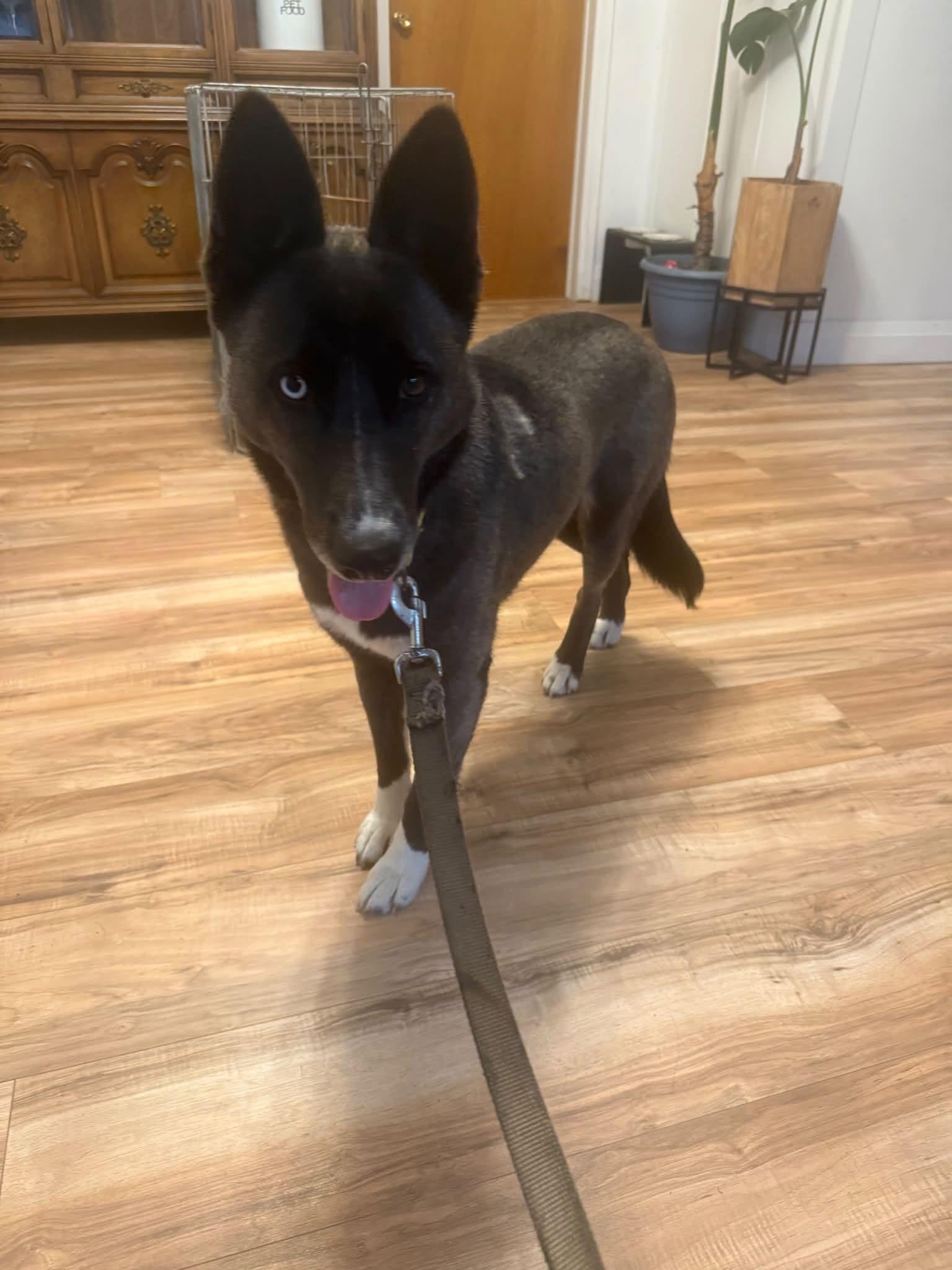 Expresso, ADOPTABLE, Young Female Husky & Shepherd.