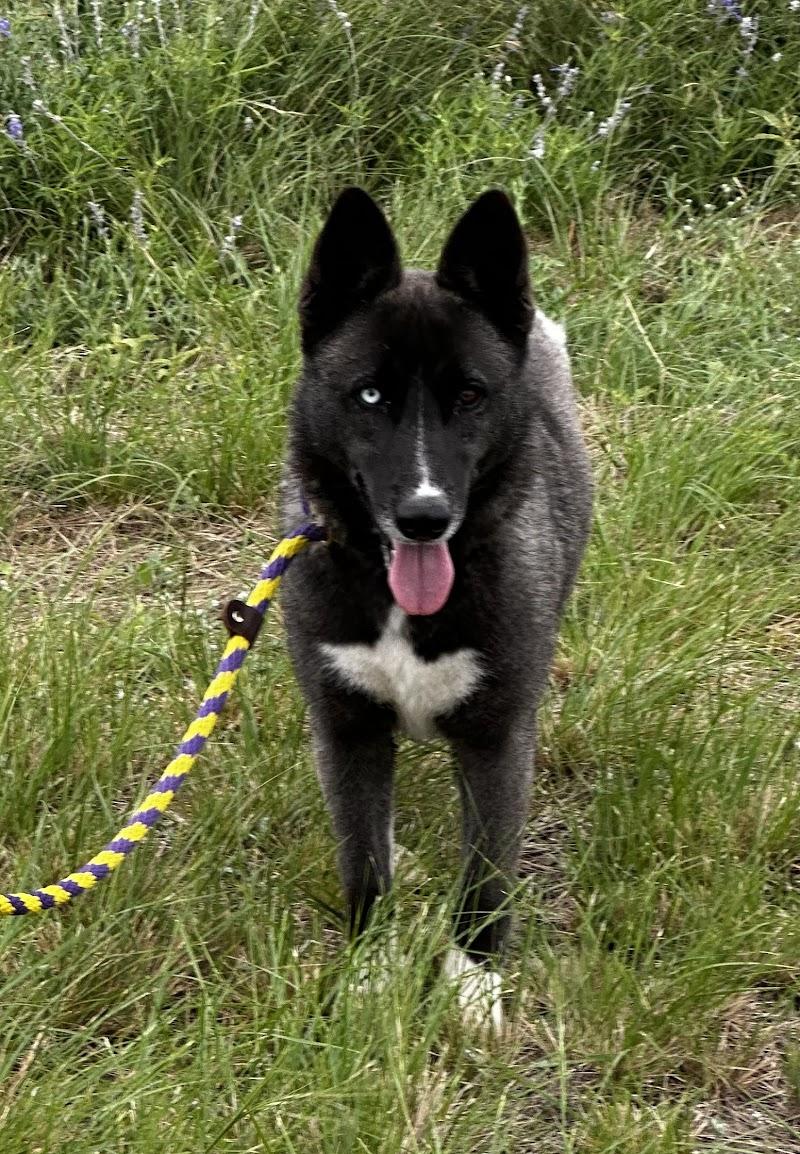 Enlarge Expresso, a ADOPTABLE mixed breed in Woodstock, ON image 2/4