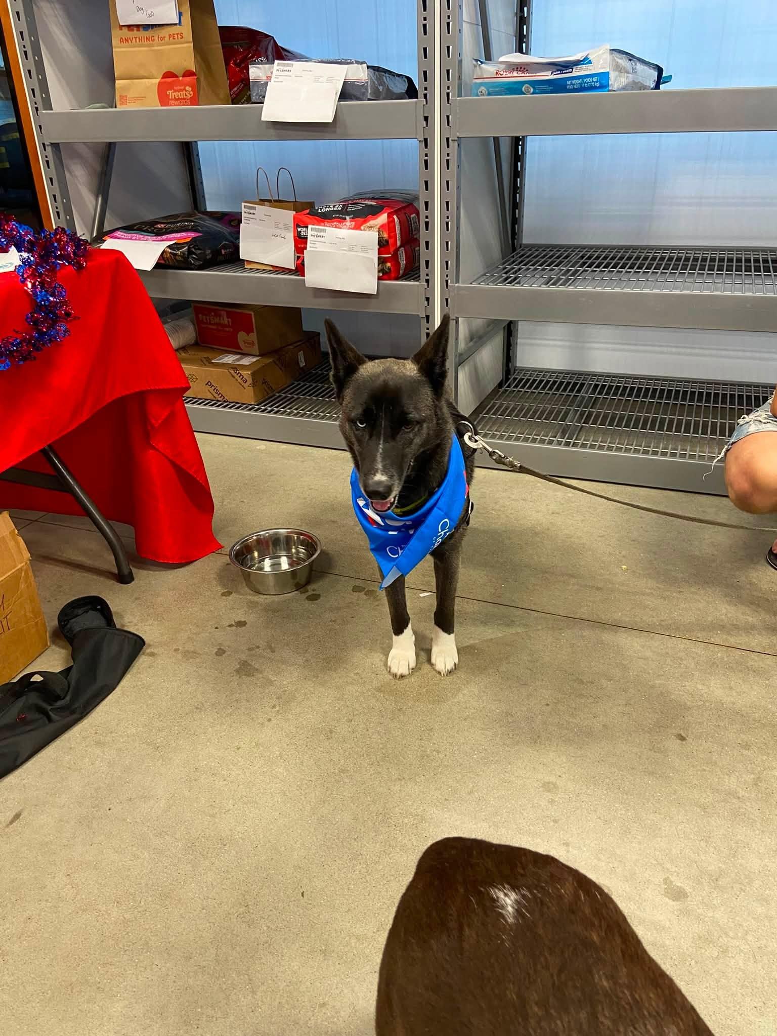 Enlarge Expresso, a ADOPTABLE mixed breed in Woodstock, ON image 4/4
