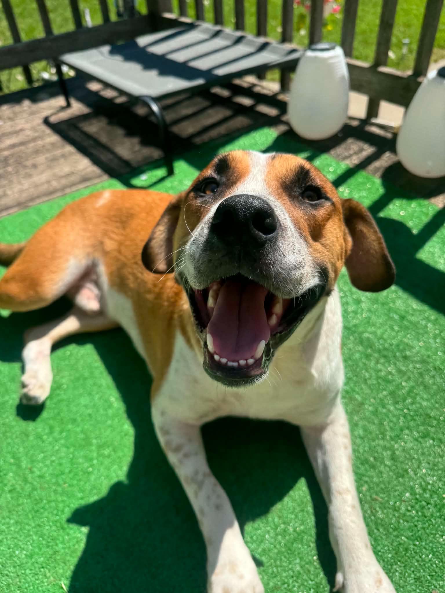 Kilo, adopted, Young Male Brittany Spaniel.