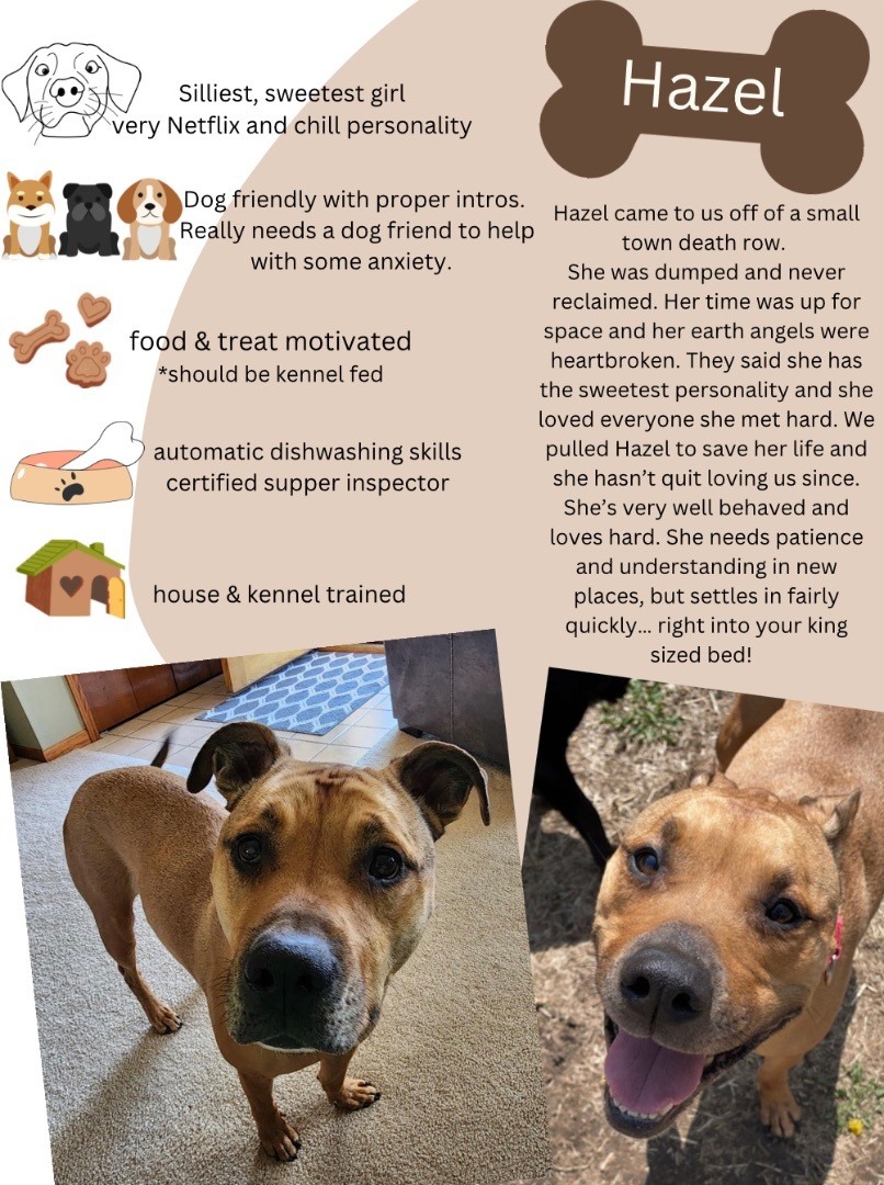 Hazel, Adoptable, Adult Female Mountain Cur & Staffordshire Bull Terrier.