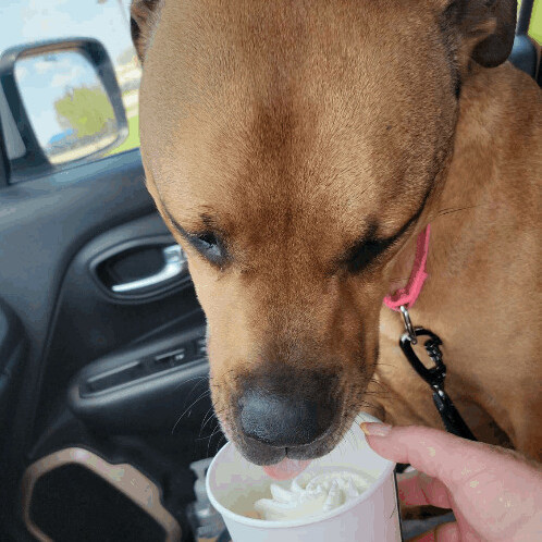 Hazel, a Adoptable mixed breed in Grand Island, NE image 2/12