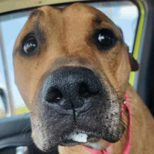 Hazel, a Adoptable mixed breed in Grand Island, NE image 3/12