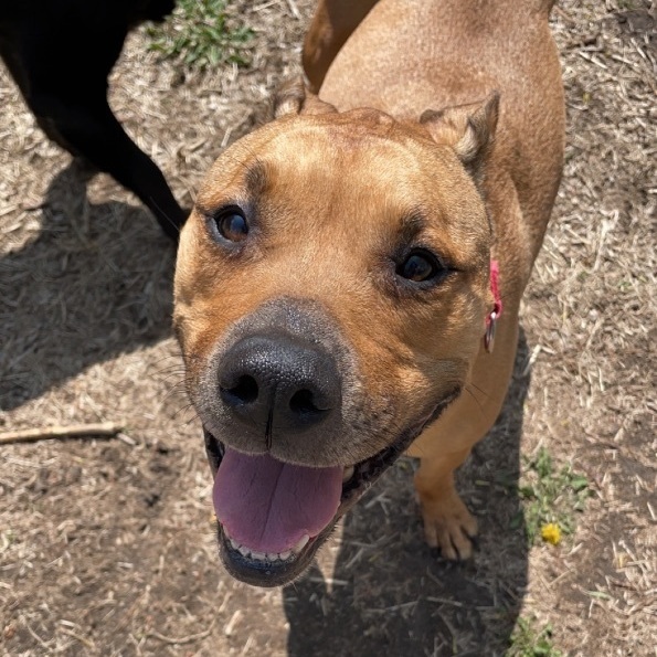 Hazel, a Adoptable mixed breed in Grand Island, NE image 4/12