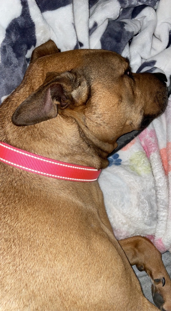 Hazel, a Adoptable mixed breed in Grand Island, NE image 6/12