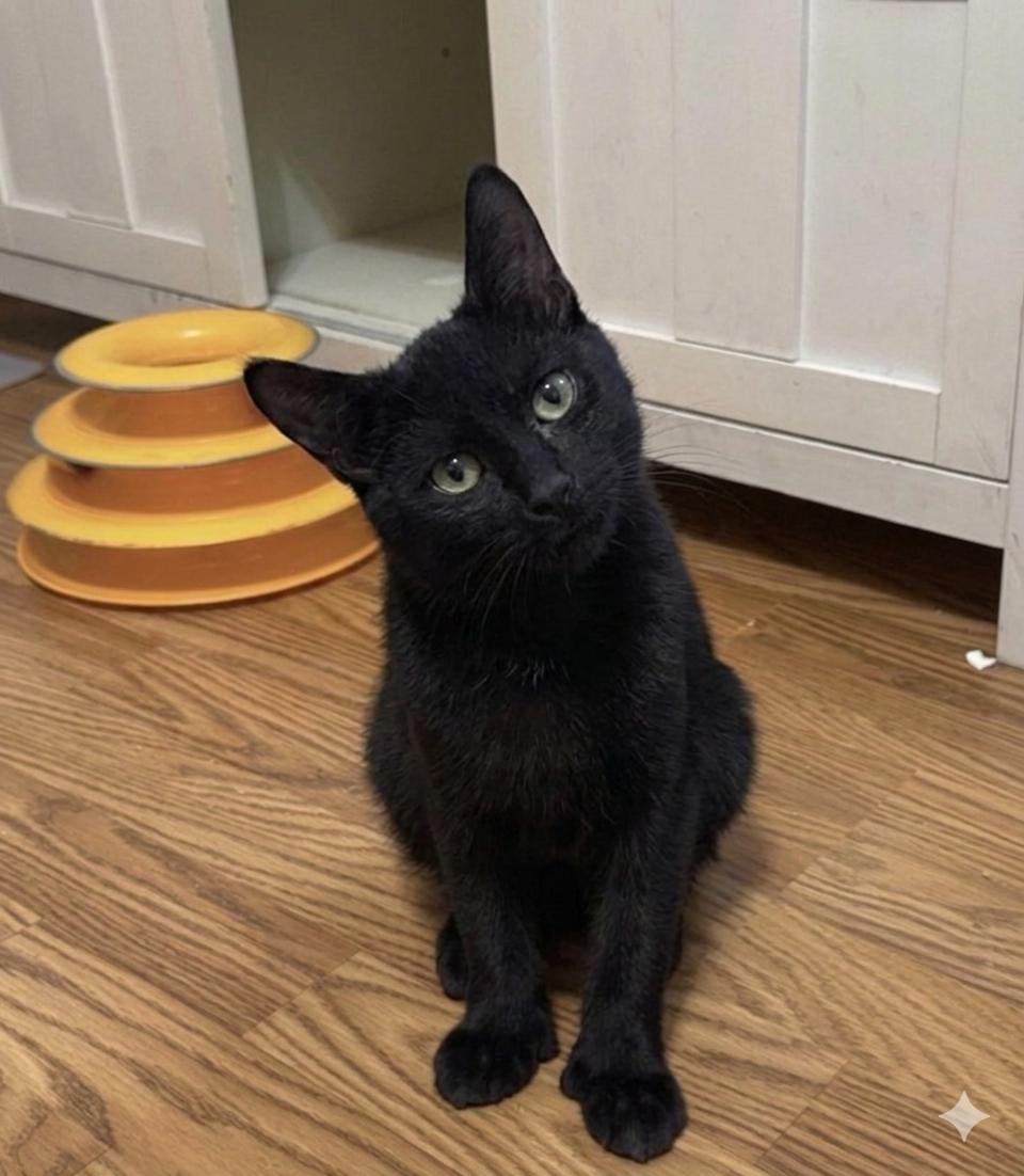 Enlarge Sharpie, a Adoptable Domestic Short Hair in Newtown Square, PA image 1/2