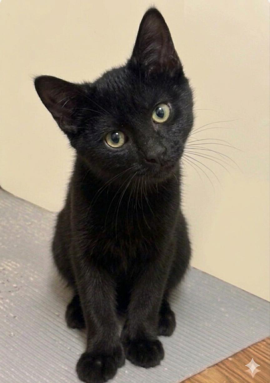 Enlarge Sharpie, a Adoptable Domestic Short Hair in Newtown Square, PA image 2/2