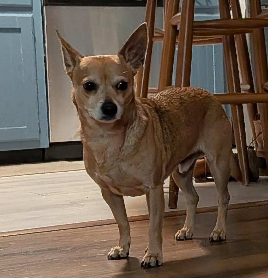 Gunner, a Adopted mixed breed in Stoughton, MA image 1/6