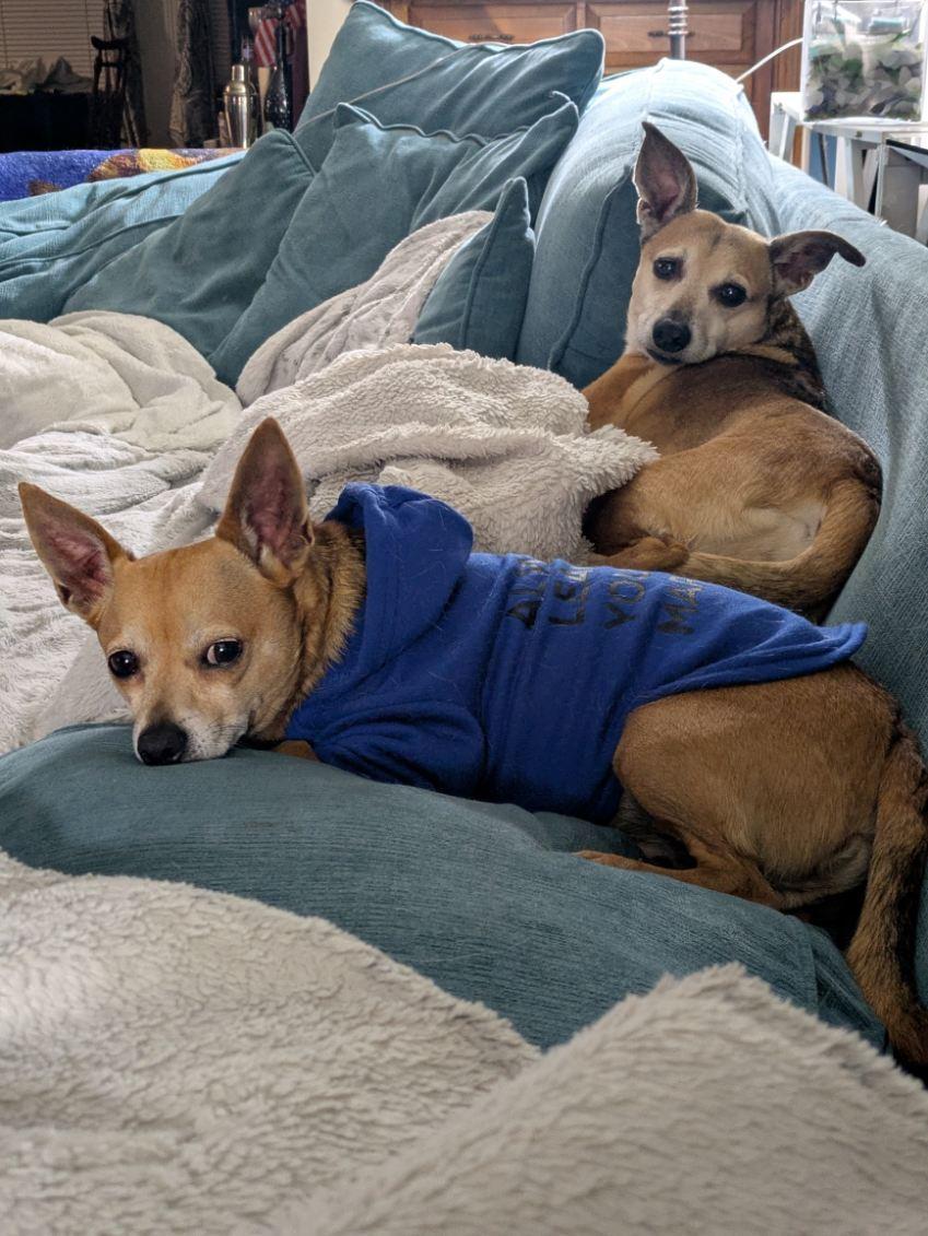 Gunner, a Adopted mixed breed in Stoughton, MA image 2/6