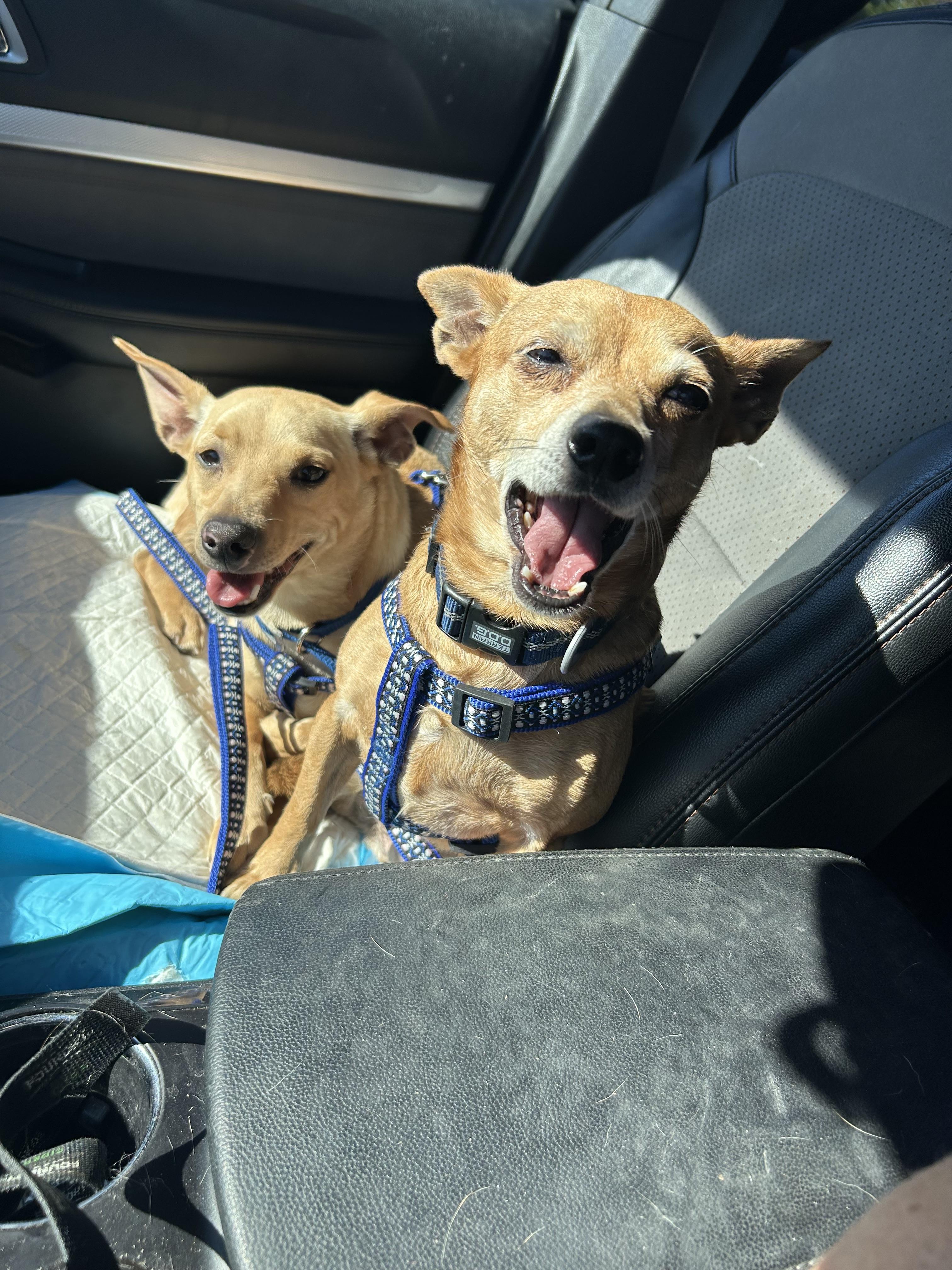 Gunner, a Adopted mixed breed in Stoughton, MA image 4/6