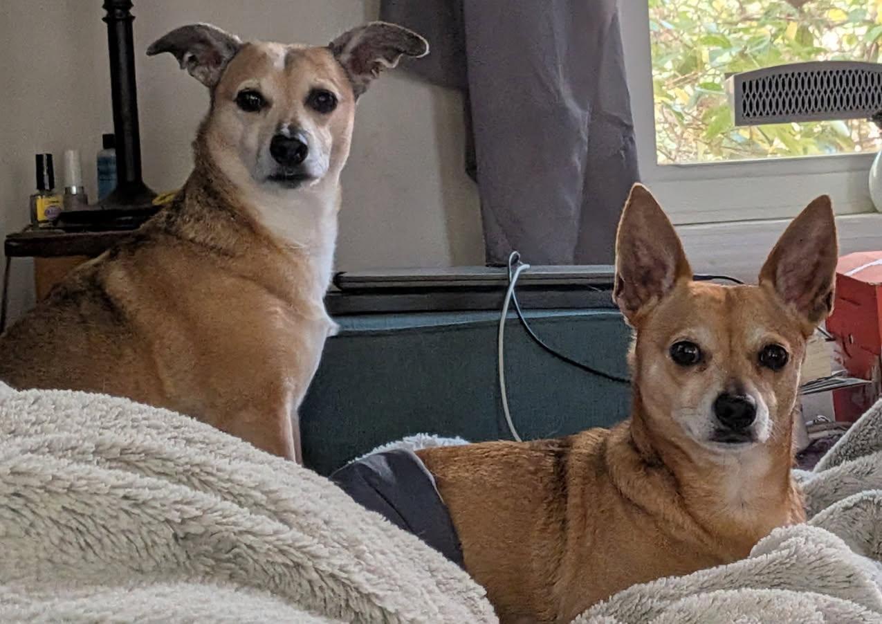 Gunner, a Adopted mixed breed in Stoughton, MA image 6/6