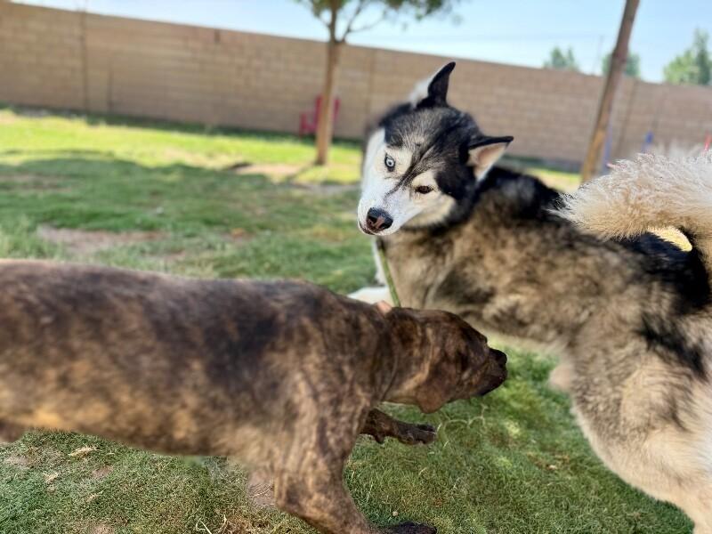 Smooch Summit of Love, a Adoptable mixed breed in Blaine, WA image 5/6
