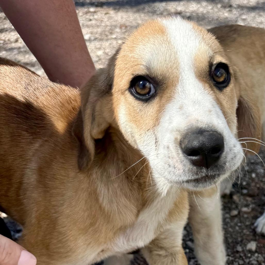 Tanner, Adoptable, Puppy Male Great Pyrenees & Hound.