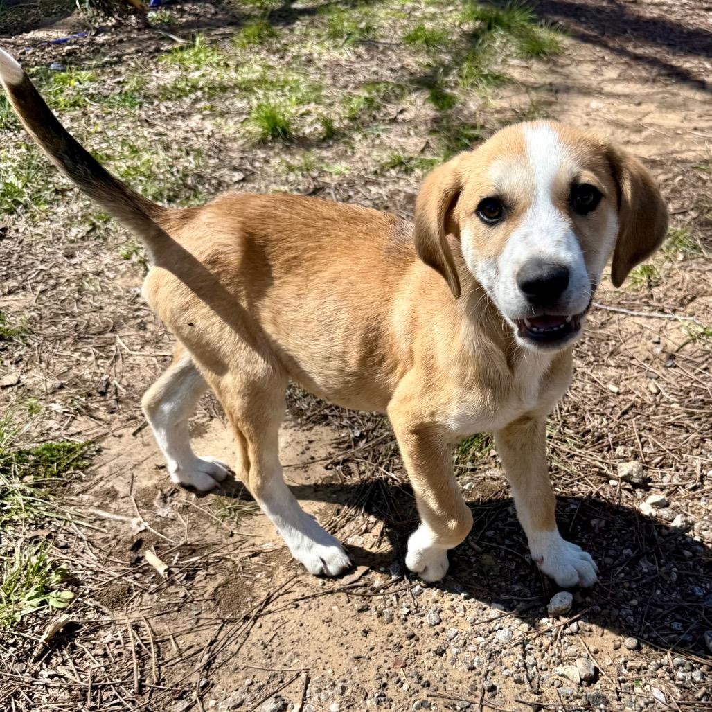 Tanner, a Adoptable mixed breed in Ennis, TX image 2/2