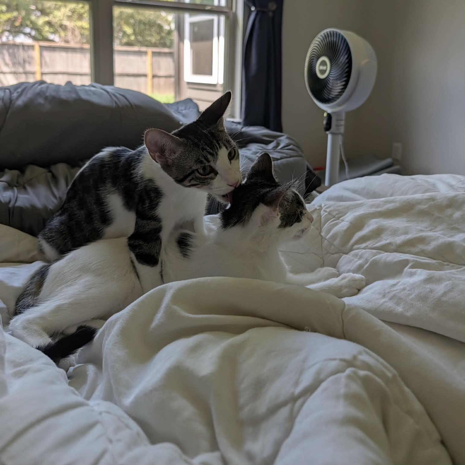 Enlarge Tucker & Baby Mia, a Adoptable mixed breed in Champaign, IL image 5/6
