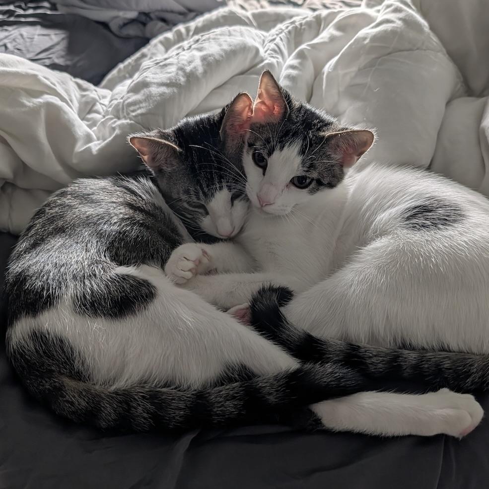 Tucker & Baby Mia, Adoptable, Kitten Female Domestic Short Hair & Turkish Van.