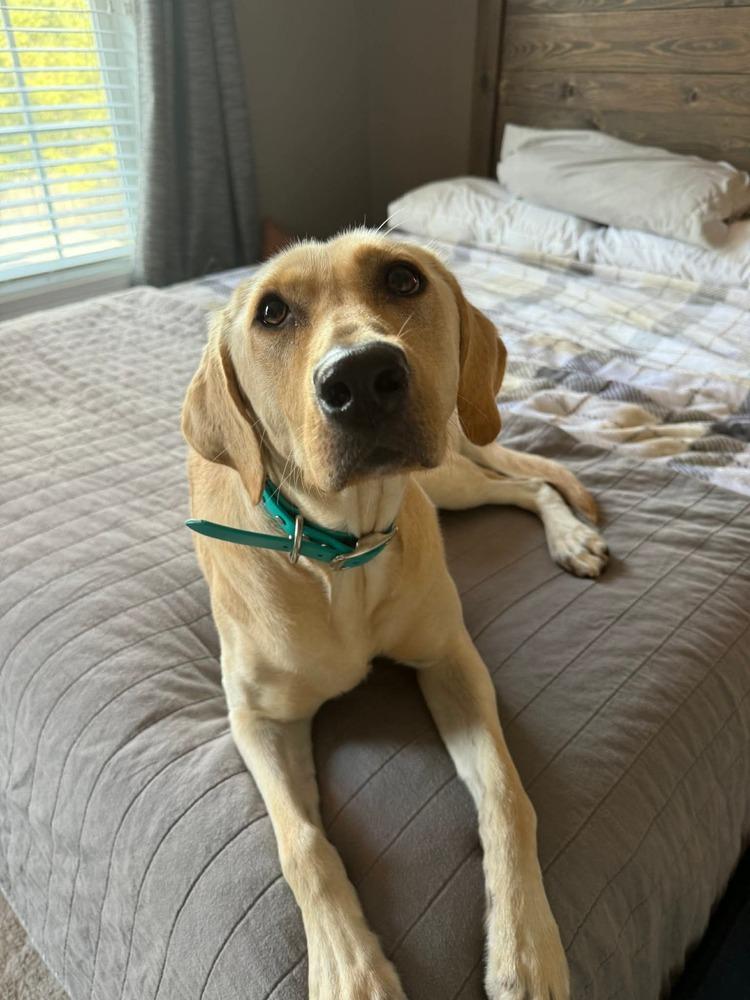 Sadie, Adoptable, Young Female Labrador Retriever.