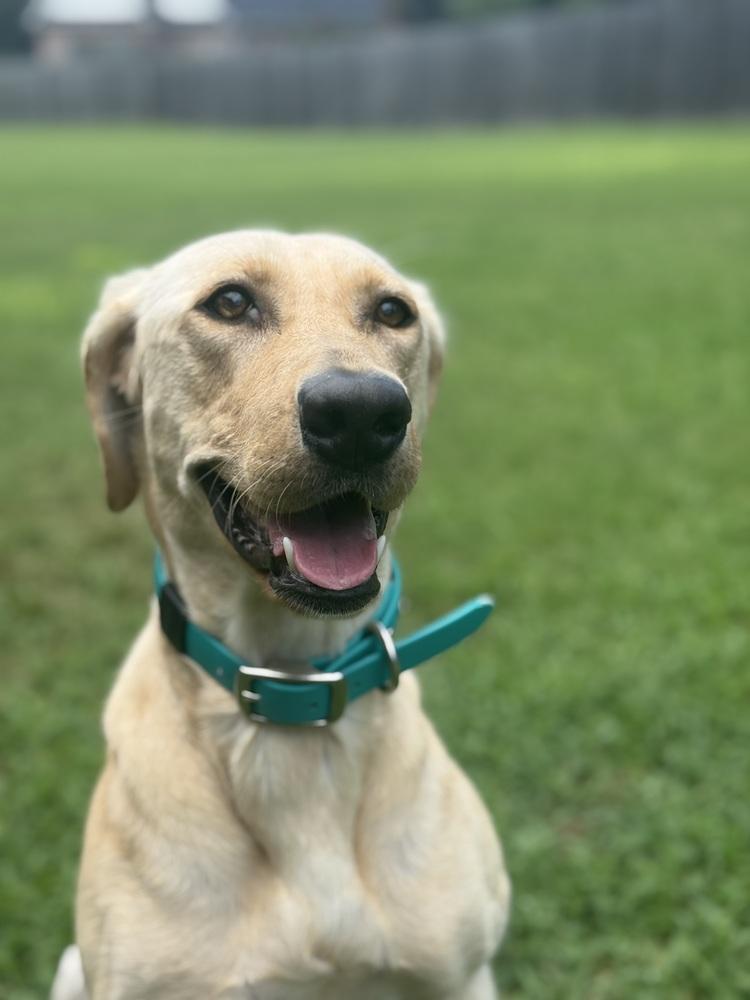 Enlarge Sadie, a Adoptable Labrador Retriever in WARNER ROBINS, GA image 2/3