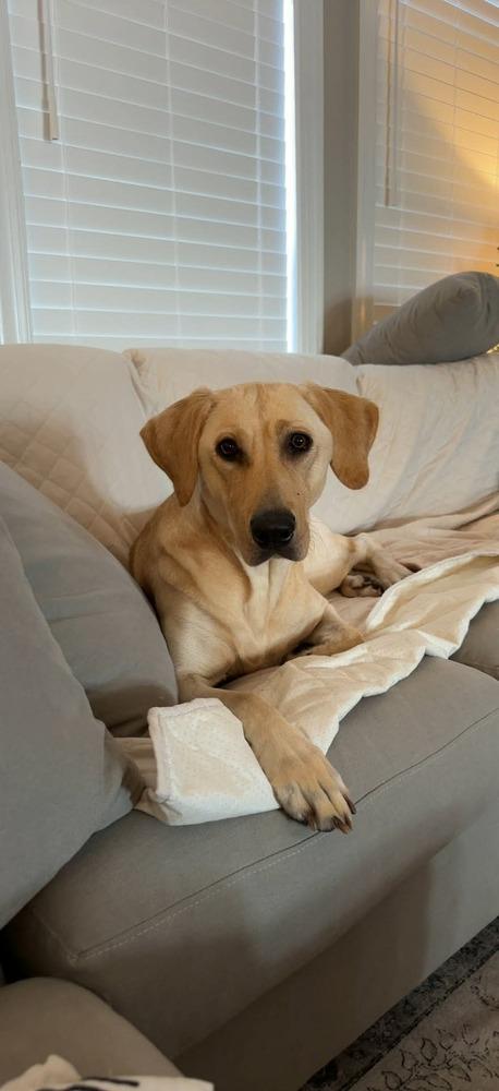 Enlarge Sadie, a Adoptable Labrador Retriever in WARNER ROBINS, GA image 3/3