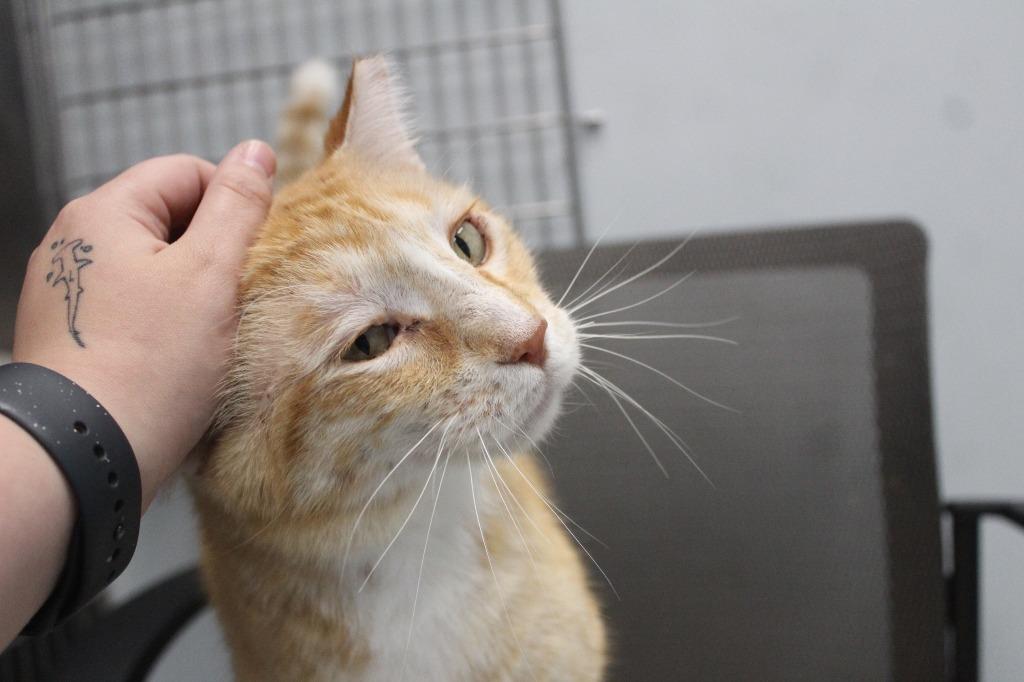 Bubble Boy, a ADOPTABLE Domestic Short Hair in Chestertown, MD image 3/4