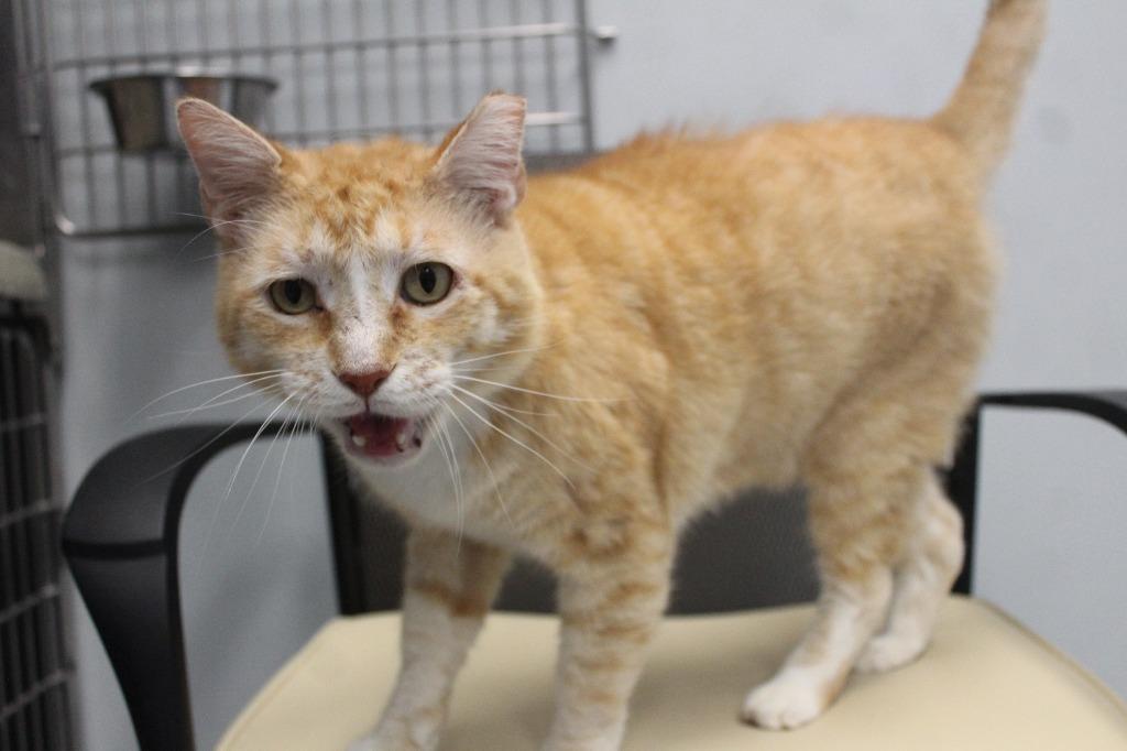 Bubble Boy, a ADOPTABLE Domestic Short Hair in Chestertown, MD image 2/4
