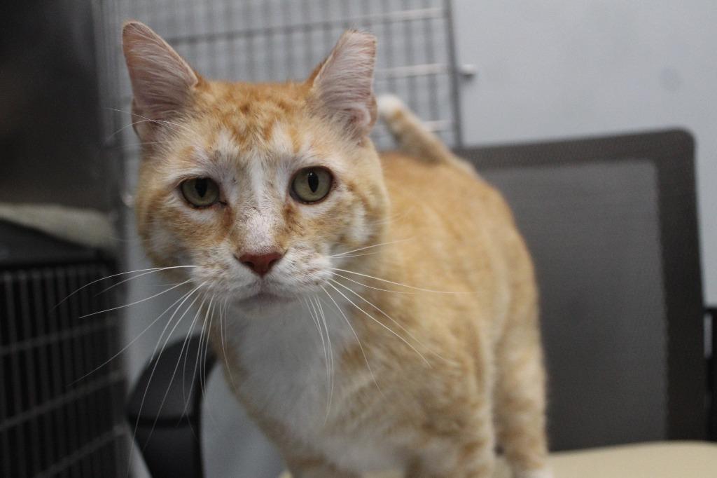 Bubble Boy, ADOPTABLE, Senior Male Domestic Short Hair.