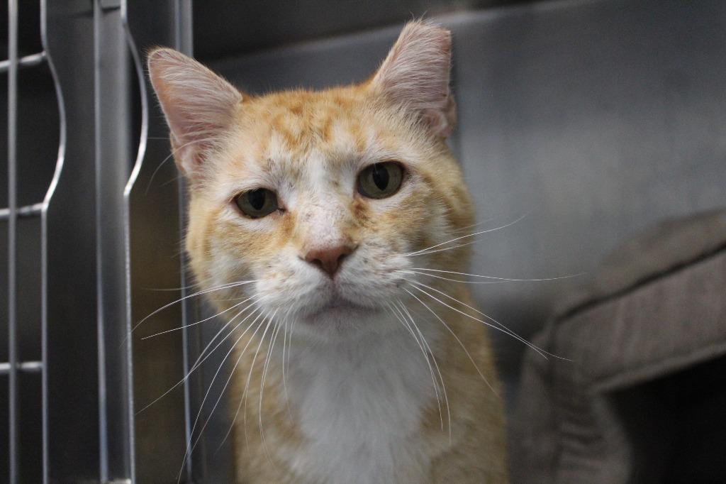 Bubble Boy, a ADOPTABLE Domestic Short Hair in Chestertown, MD image 4/4