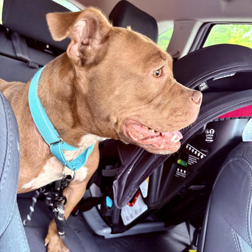 WiggleWorm, Adoptable, Adult Female Boxer & Mixed Breed.