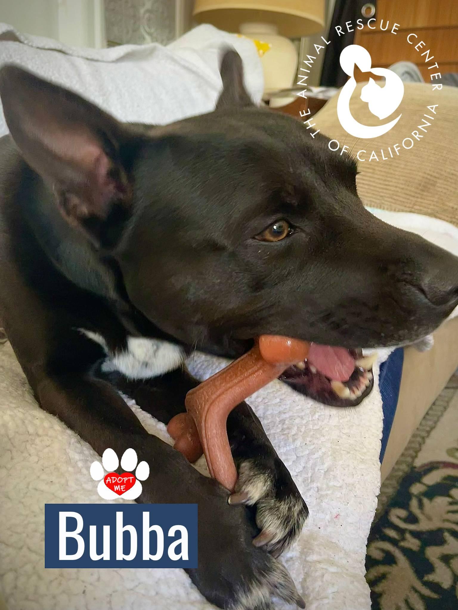 Bubba, a Adoptable mixed breed in Coachella, CA image 2/6
